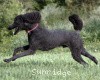 A photo of Sunridge Midnight Blue, a blue standard poodle