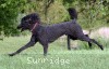 A photo of Sunridge Midnight Blue, a blue standard poodle