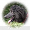 A photo of Sunridge Midnight Blue, a blue standard poodle