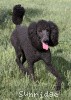 A photo of Sunridge Midnight Blue, a blue standard poodle