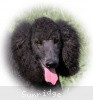 A photo of Sunridge Midnight Blue, a blue standard poodle