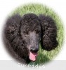 A photo of Sunridge Midnight Blue, a blue standard poodle