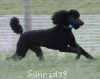 A photo of Sunridge Midnight Blue, a blue standard poodle