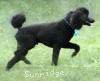 A photo of Sunridge Midnight Blue, a blue standard poodle