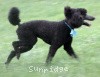 A photo of Sunridge Midnight Blue, a blue standard poodle