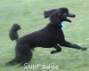 A photo of Sunridge Midnight Blue, a blue standard poodle