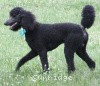 A photo of Sunridge Midnight Blue, a blue standard poodle