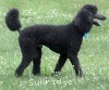 A photo of Sunridge Midnight Blue, a blue standard poodle