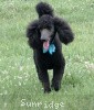 A photo of Sunridge Midnight Blue, a blue standard poodle