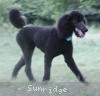 A photo of Sunridge Midnight Blue, a blue standard poodle