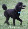 A photo of Sunridge Midnight Blue, a blue standard poodle