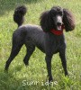 A photo of Sunridge Princess of My Dreamz, a blue standard poodle