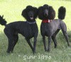 A photo of Sunridge Princess of My Dreamz, a blue standard poodle