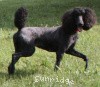 A photo of Sunridge Princess of My Dreamz, a blue standard poodle