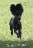 A photo of Sunridge Princess of My Dreamz, a blue standard poodle