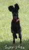 A photo of Sunridge Princess of My Dreamz, a blue standard poodle