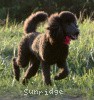 A photo of Sunridge Untouchably Exquisite, a blue standard poodle