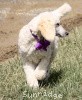 A photo of Sunridge Unforgettable Crystal Dreamz, a cream standard poodle