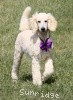 A photo of Sunridge Unforgettable Crystal Dreamz, a cream standard poodle