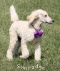 A photo of Sunridge Unforgettable Crystal Dreamz, a cream standard poodle