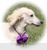 A photo of Sunridge Unforgettable Crystal Dreamz, a cream standard poodle