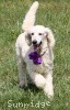 A photo of Sunridge Unforgettable Crystal Dreamz, a cream standard poodle