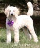 A photo of Sunridge Unforgettable Crystal Dreamz, a cream standard poodle