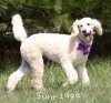 A photo of Sunridge Unforgettable Crystal Dreamz, a cream standard poodle