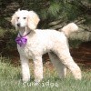 A photo of Sunridge Unforgettable Crystal Dreamz, a cream standard poodle