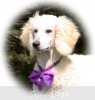 A photo of Sunridge Unforgettable Crystal Dreamz, a cream standard poodle