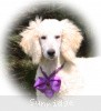 A photo of Sunridge Unforgettable Crystal Dreamz, a cream standard poodle