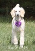 A photo of Sunridge Unforgettable Crystal Dreamz, a cream standard poodle