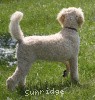 A photo of Sunridge Unforgettable Crystal Dreamz, a cream standard poodle