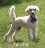 A photo of Sunridge Unforgettable Crystal Dreamz, a cream standard poodle