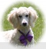 A photo of Sunridge Unforgettable Crystal Dreamz, a cream standard poodle