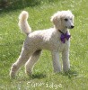 A photo of Sunridge Unforgettable Crystal Dreamz, a cream standard poodle