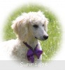 A photo of Sunridge Unforgettable Crystal Dreamz, a cream standard poodle