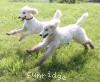 A photo of Sunridge Unforgettable Crystal Dreamz, a cream standard poodle