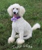 A photo of Sunridge Unforgettable Crystal Dreamz, a cream standard poodle