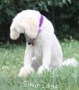 A photo of Sunridge Unforgettable Crystal Dreamz, a cream standard poodle