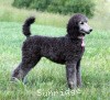 A photo of Sunridge Crystal Masterpiece, a silver standard poodle