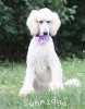 A photo of Sunridge Unforgettable Crystal Dreamz, a cream standard poodle