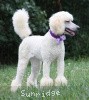 A photo of Sunridge Unforgettable Crystal Dreamz, a cream standard poodle