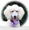 A photo of Sunridge Unforgettable Crystal Dreamz, a cream standard poodle