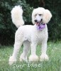 A photo of Sunridge Unforgettable Crystal Dreamz, a cream standard poodle