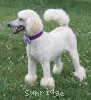 A photo of Sunridge Unforgettable Crystal Dreamz, a cream standard poodle