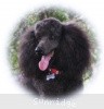 A photo of Sunridge Untouchably Exquisite, a blue standard poodle