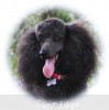 A photo of Sunridge Untouchably Exquisite, a blue standard poodle