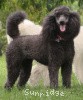 A photo of Sunridge Untouchably Exquisite, a blue standard poodle