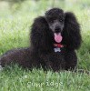 A photo of Sunridge Untouchably Exquisite, a blue standard poodle